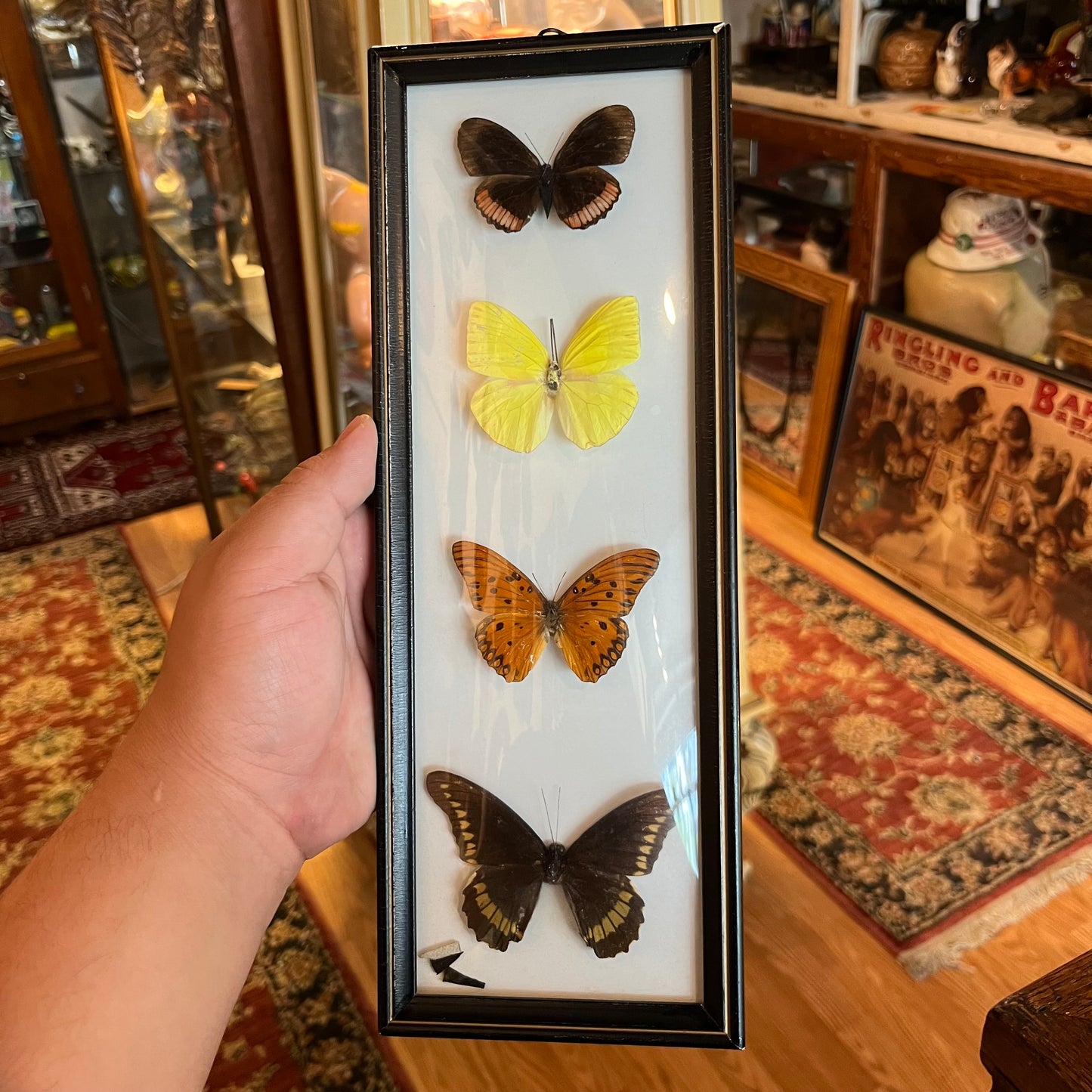 Framed Brazilian butterflies.