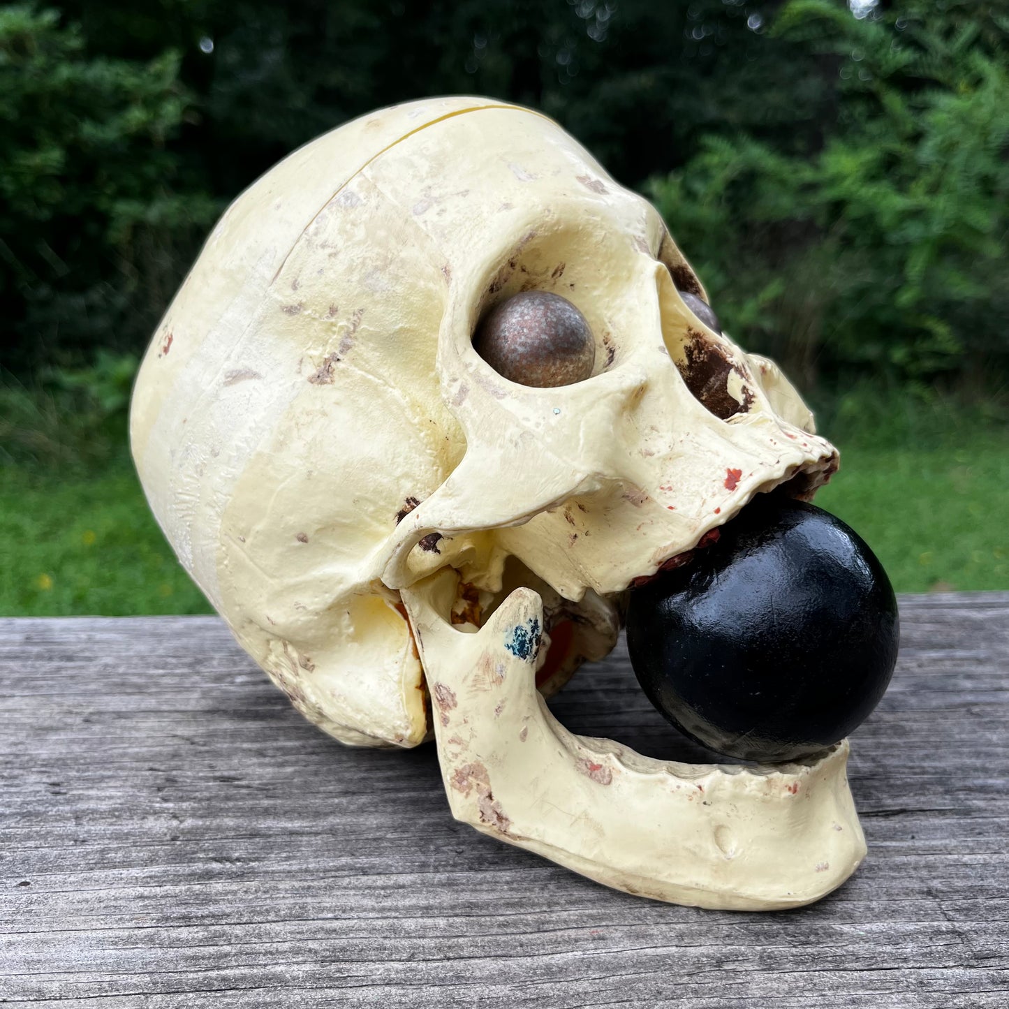 Vintage modified plastic medical skull.