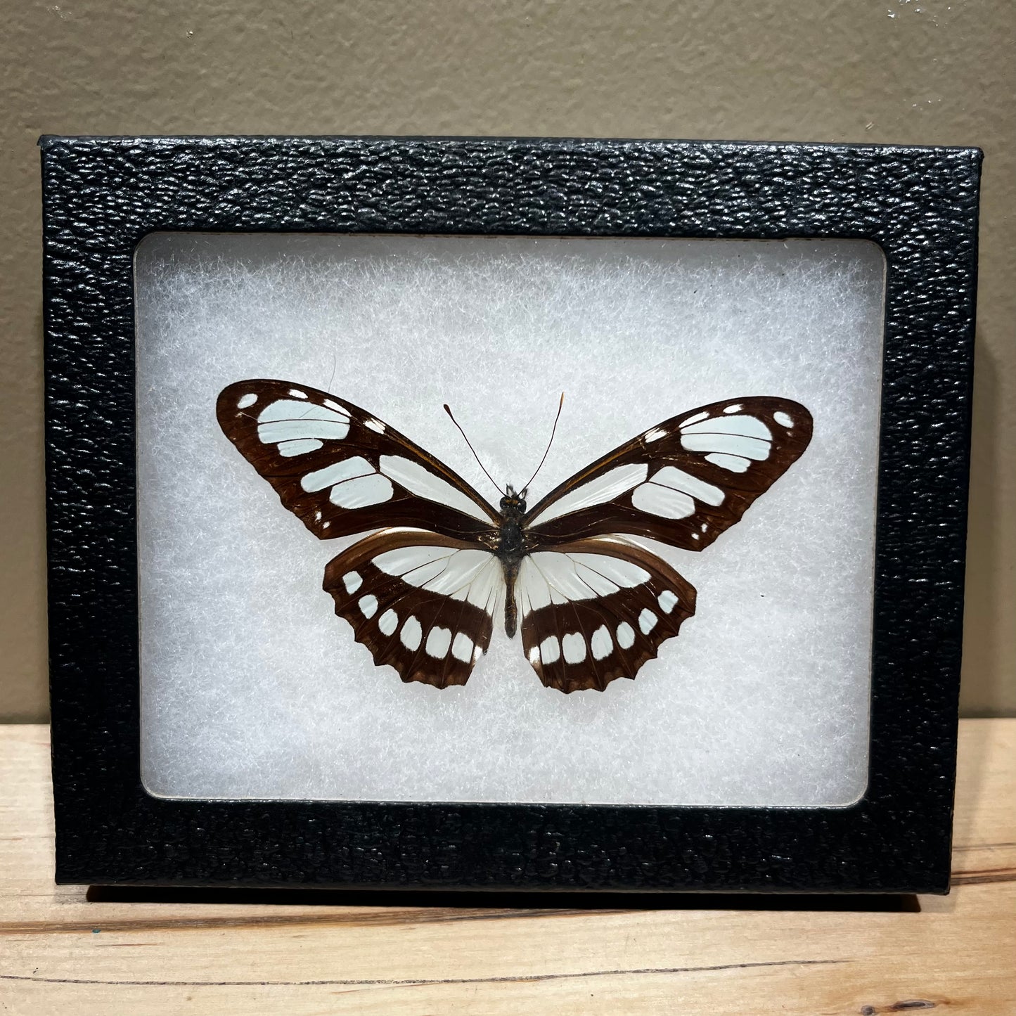 Framed Butterfly specimen.