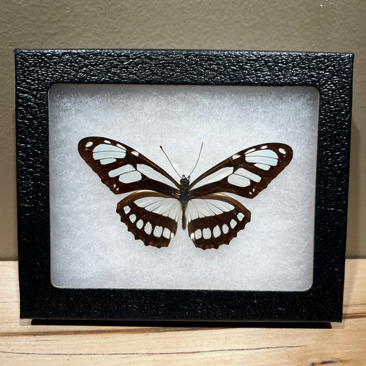 Framed Butterfly specimen.