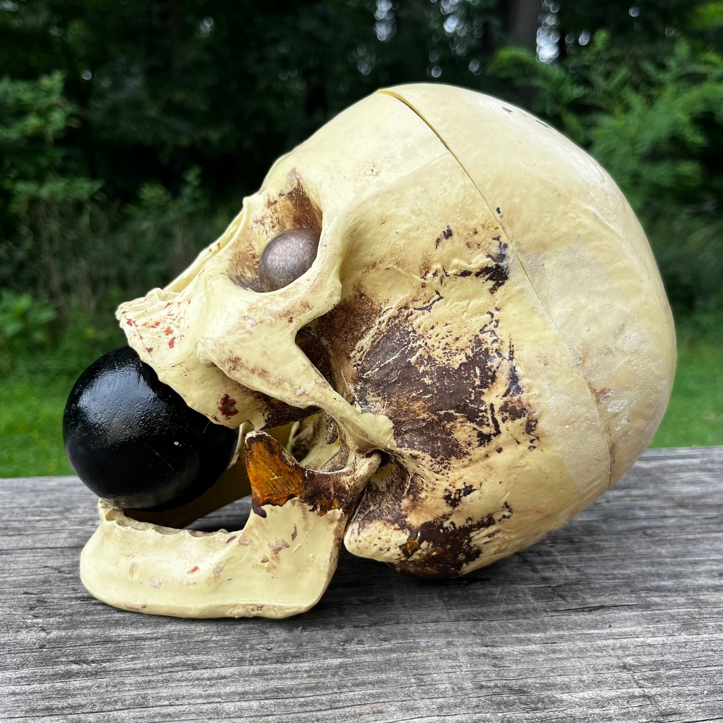 Vintage modified plastic medical skull.