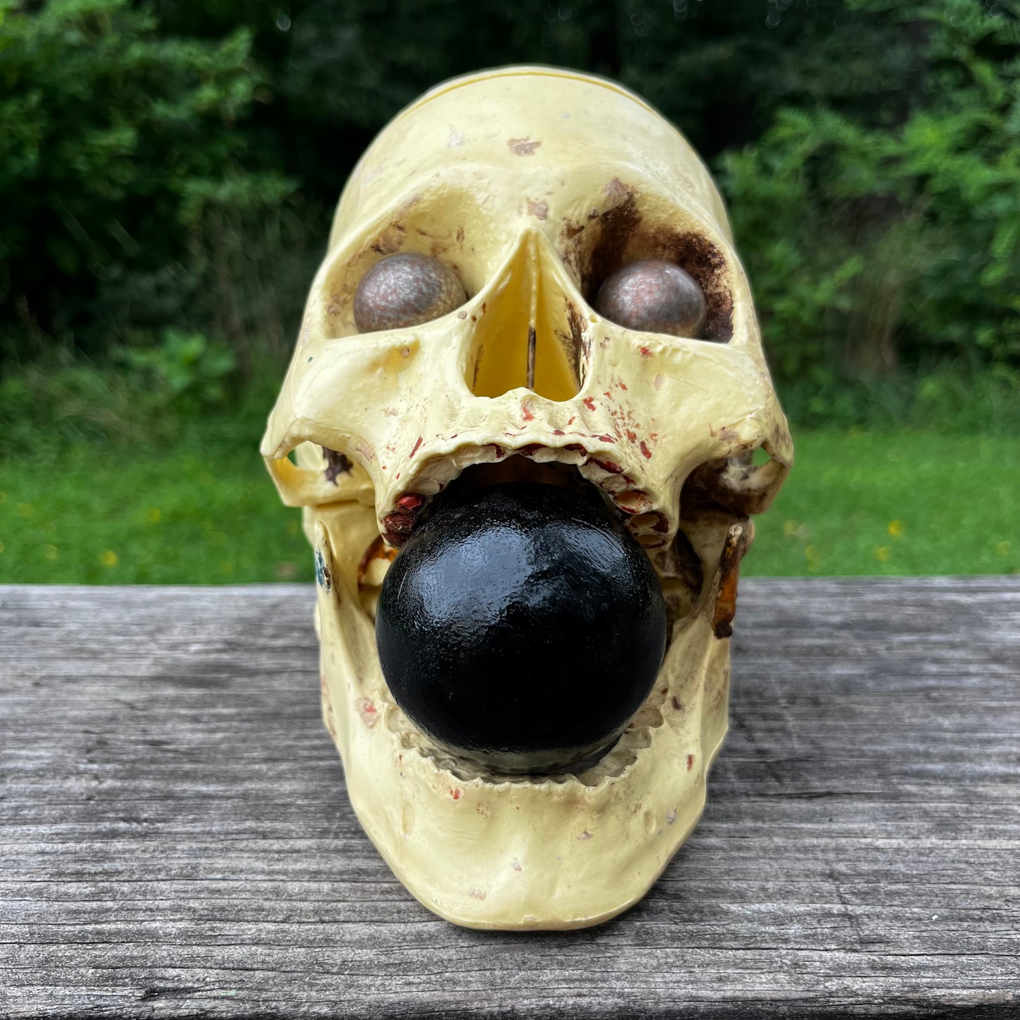 Vintage modified plastic medical skull.