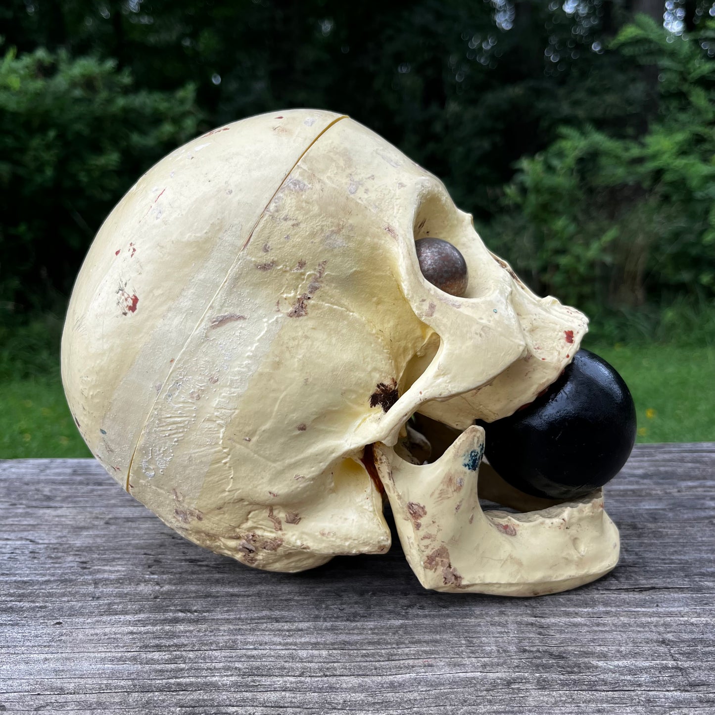 Vintage modified plastic medical skull.